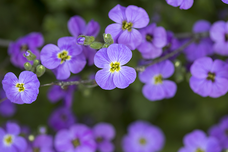 I proleće ima svoj portret: buđenje prirode i fotografija